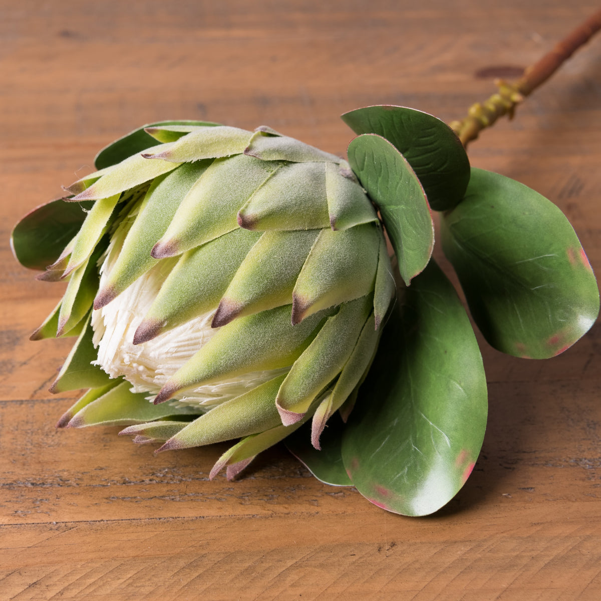 Large Green Protea