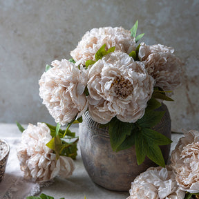 Peony Evening Dew