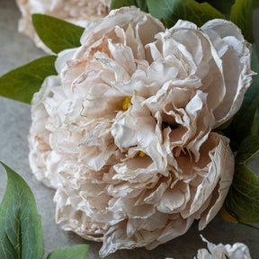 Peony Evening Dew