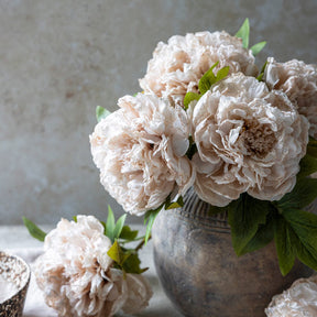 Peony Evening Dew