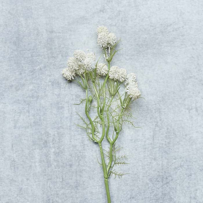 Meadow Thistle Bush