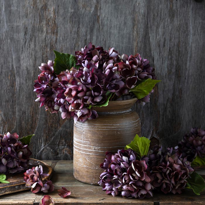 Hydrangea Damson