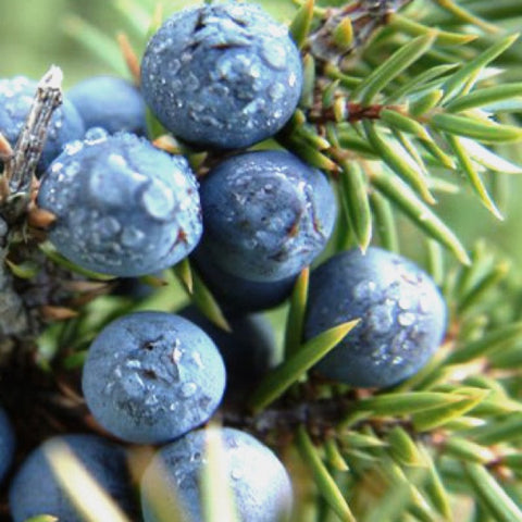 Juniper Votive Container