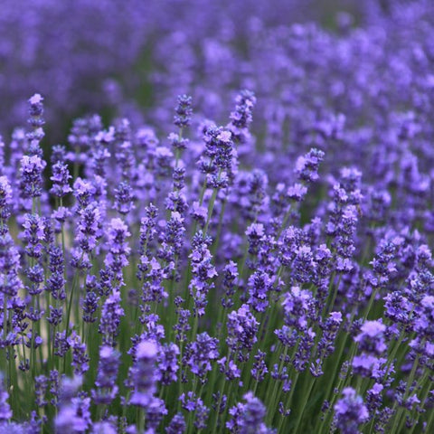 Lavender Large Tumbler